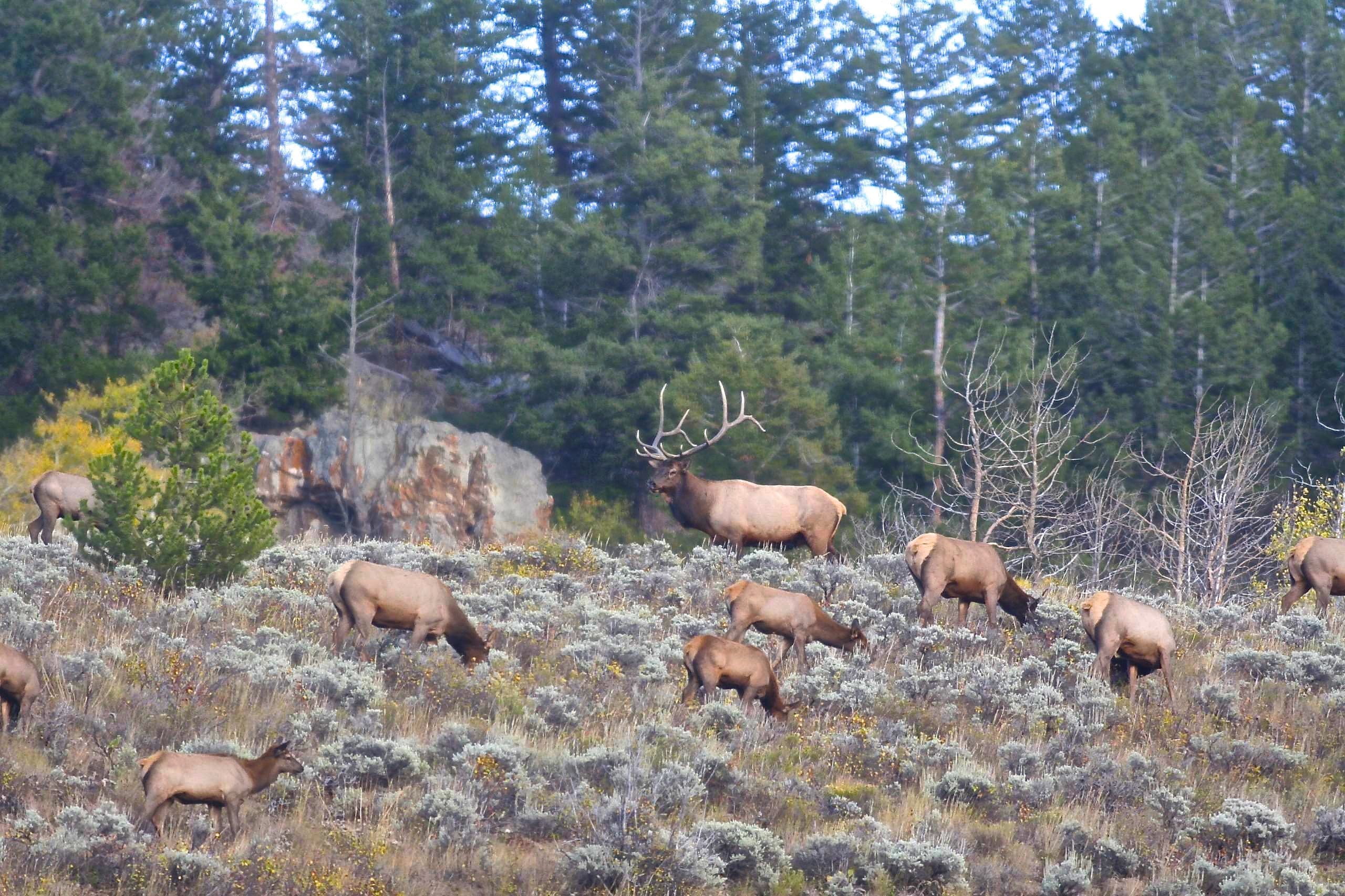 Colorado Over-The-Counter Elk Hunting