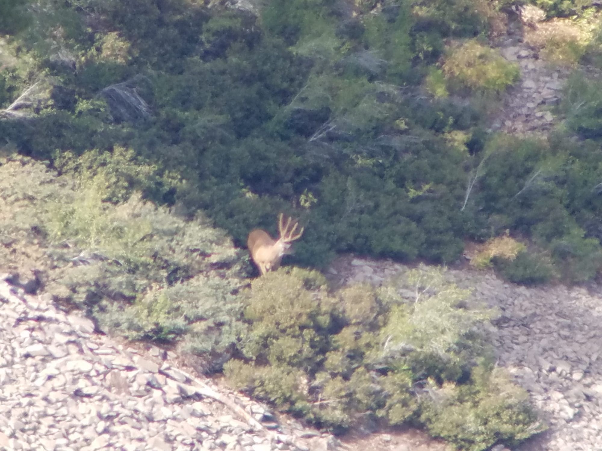 Image of a Deer