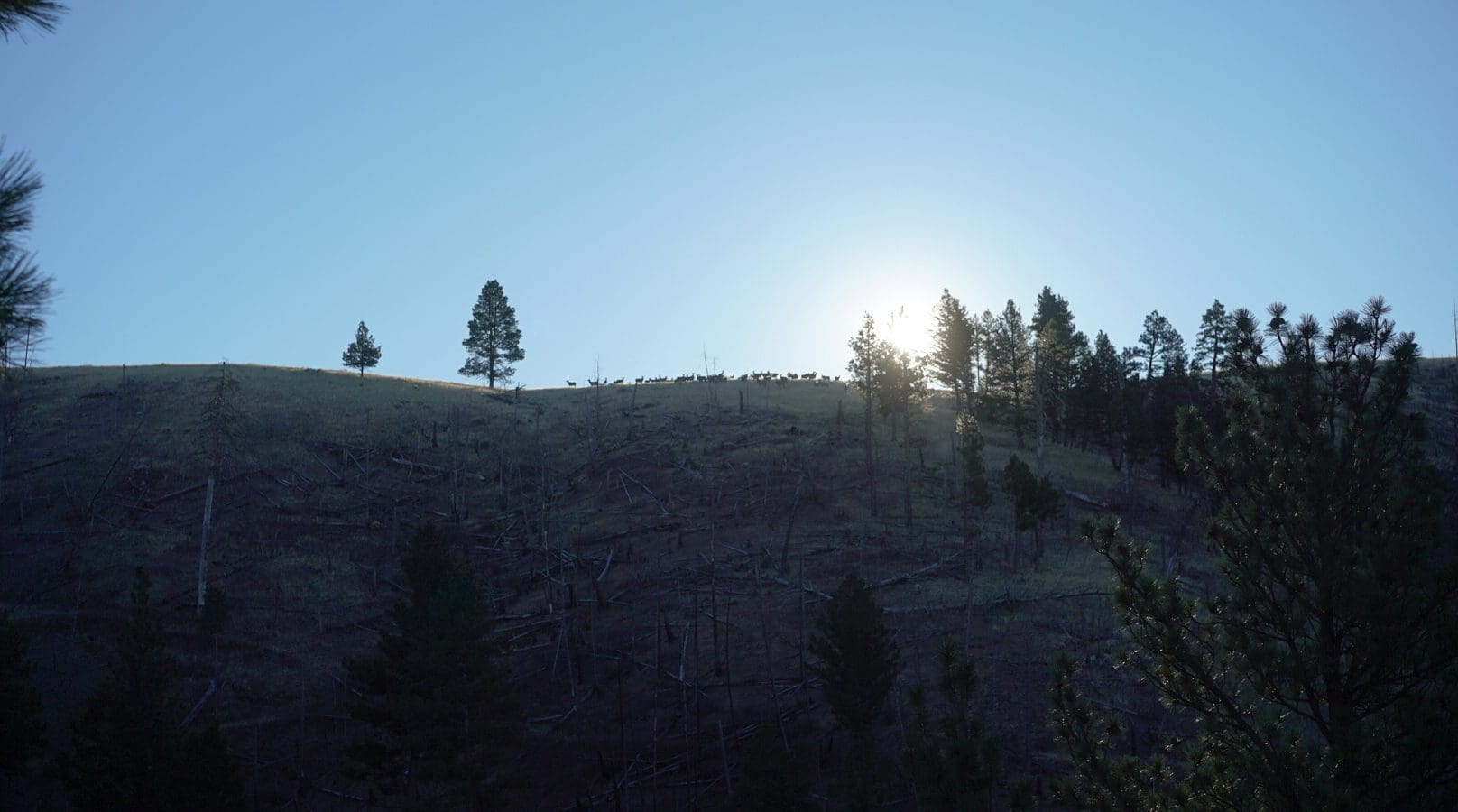 beautiful mountain view on an over-the-counter elk tag.