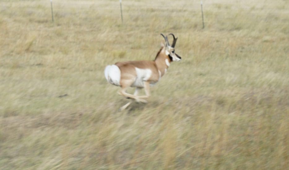 an antelope running away after a failed archery attempt.