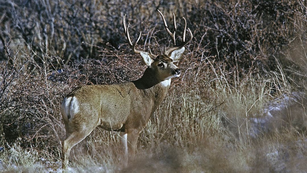 A mature big mule deer
