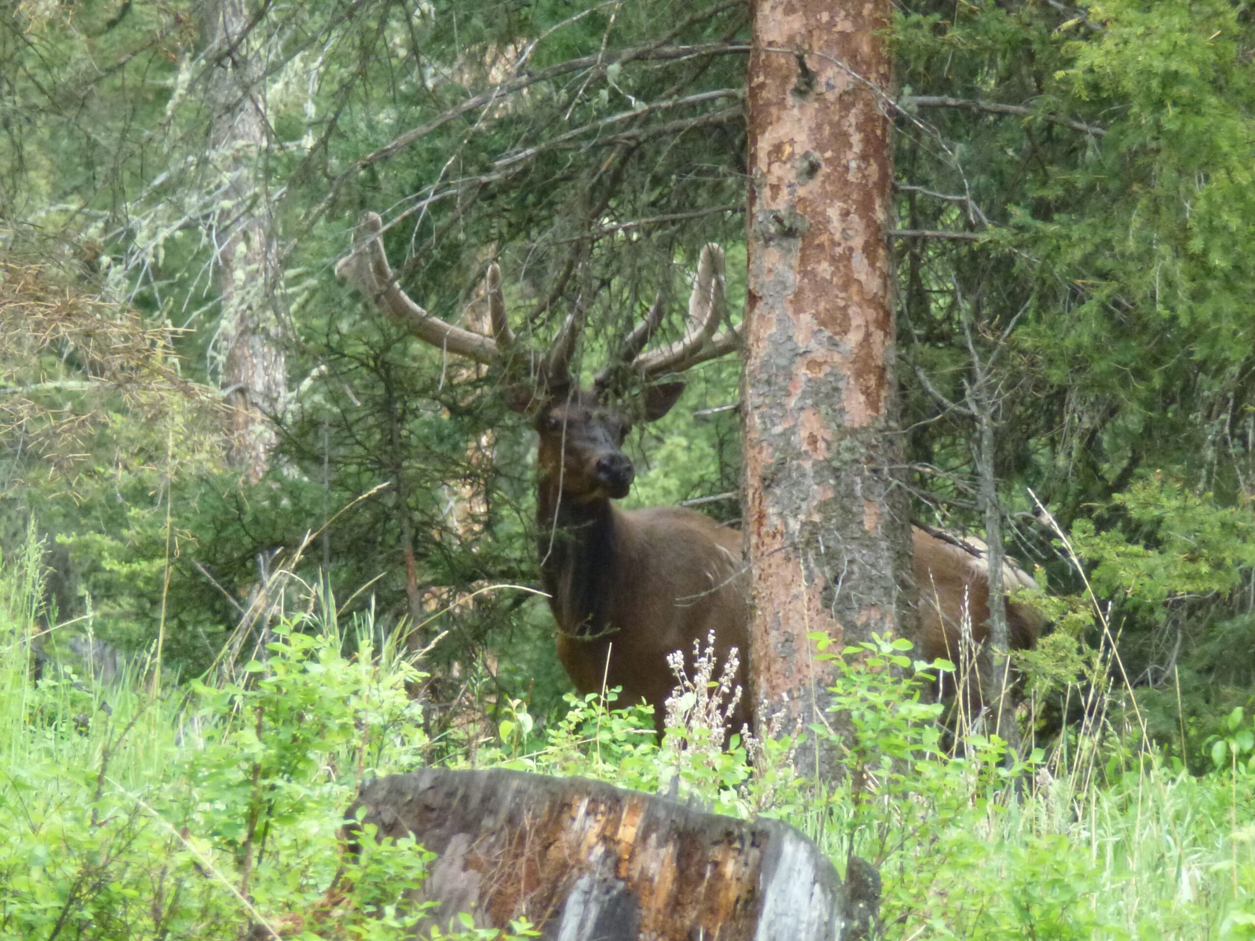 In addition to the large numbers of cow elk with their calves, there were numerous bulls in bachelor groups and singles hanging around the cows.