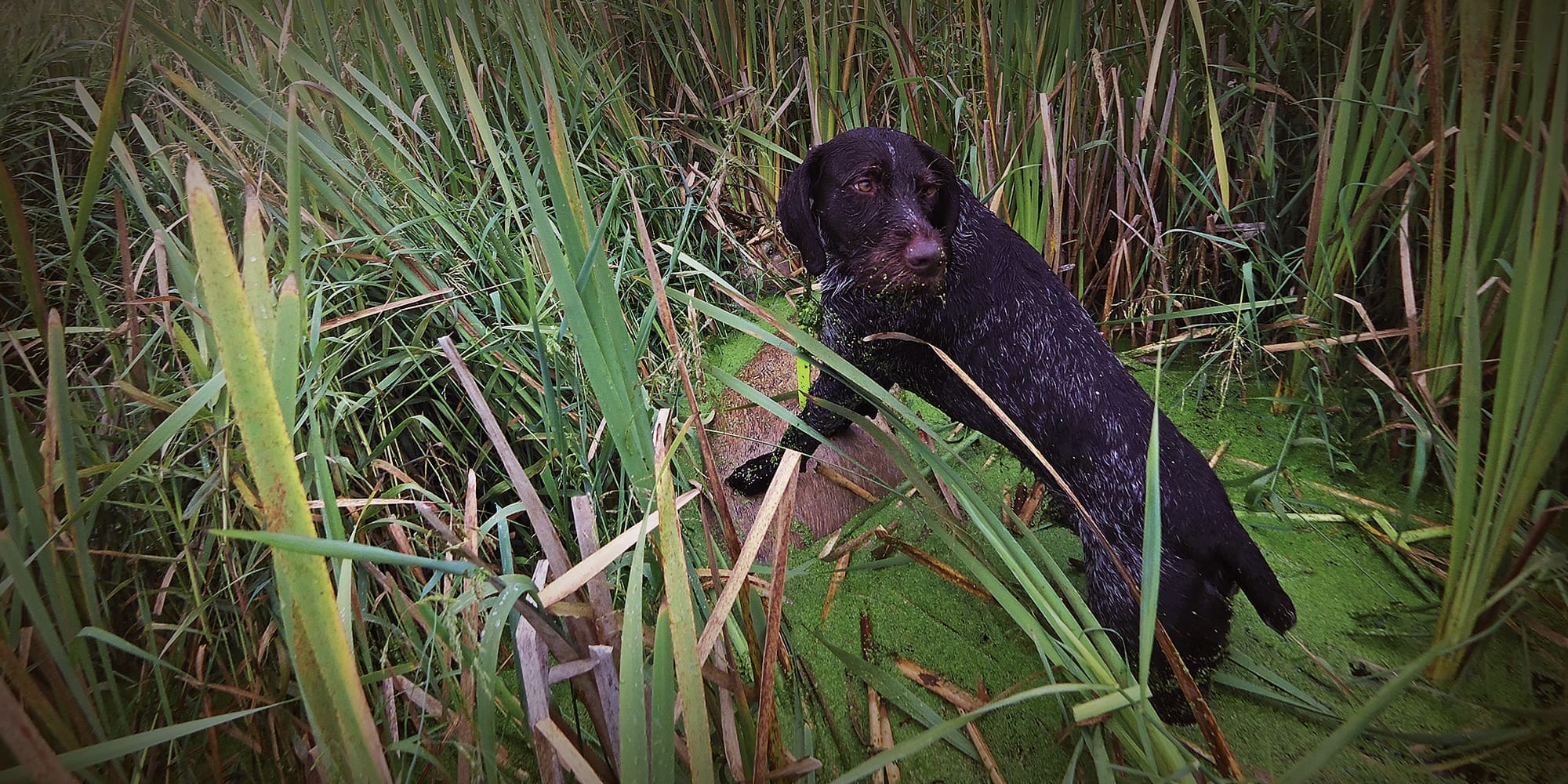 Making the Case for a Good Tracking Dog