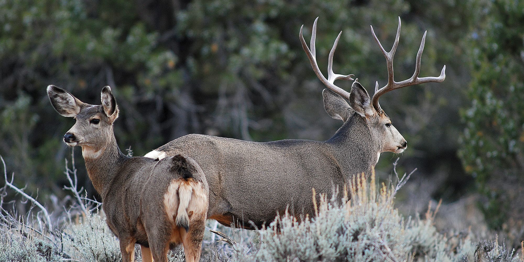 North American Super Slam – Mule Deer