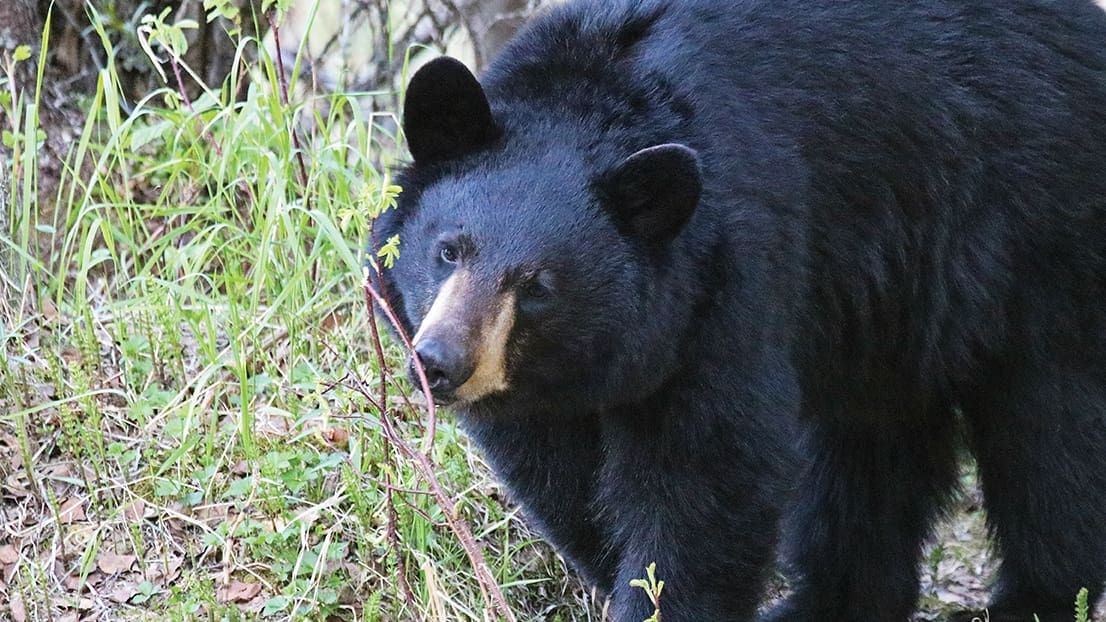 North American Super Slam: Black Bear