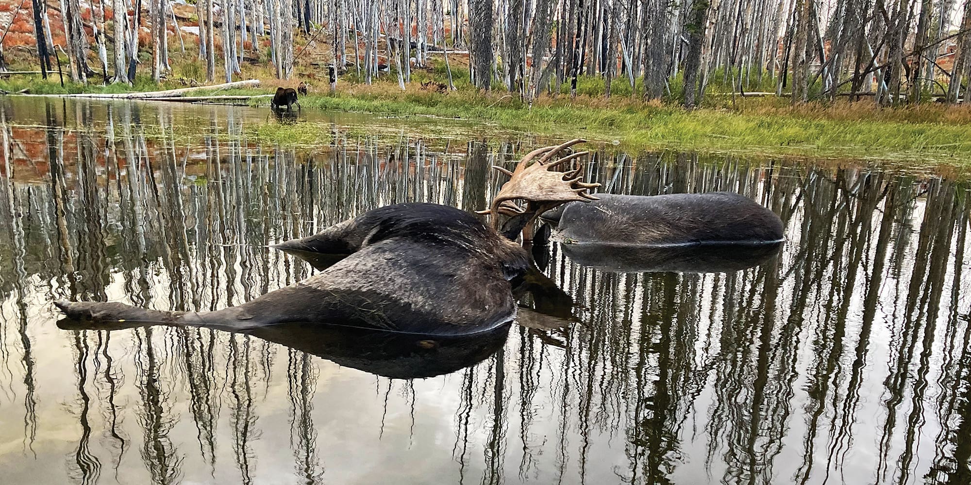 A Once-in-a-Lifetime Encounter with Moose